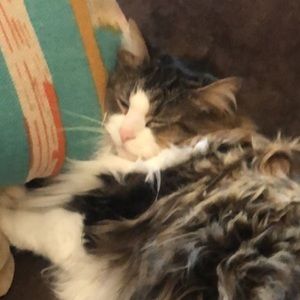 Meet your Posher, Mollie